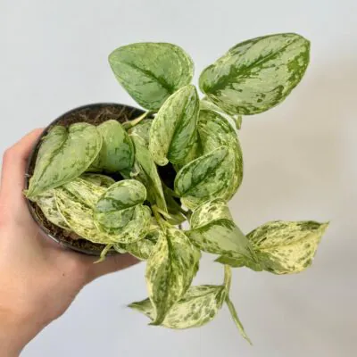 Izbové rastliny, riasogule a príslušenstvo Scindapsus Peasun Variegata vzacna zberatelska tahava izbova rastlina