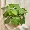 Lipka africká / Sparrmannia africana veľká Sparrmannia africana lipka africká kamerlinde